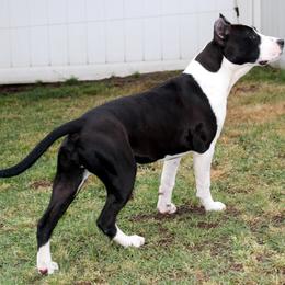 American Staffordshire Terrier Puppies from Diane Guilmette