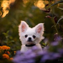 Chihuahua Puppies from DiLusso Chihuahuas