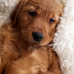 Golden Retriever Puppies from Carmel Bliss Golden Retrievers LLC