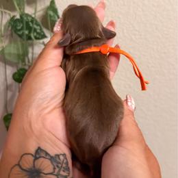 Pog - Chocolate and cream male Dachshund puppy in Redding, California from Jean & Mae Doxies