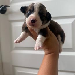 Bell - White and red female Pembroke Welsh Corgi puppy in Red Bluff, California from Wilder Ranch Corgis