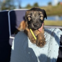 Mr Darcy(orange) - Wheaten male Soft Coated Wheaten Terrier puppy in Rising Sun, Indiana from Ruby Lane Doodles
