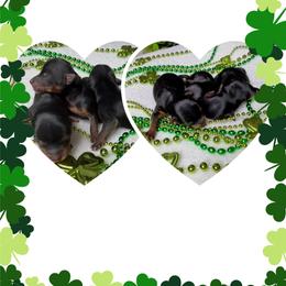 Yorkshire Terrier puppies from Jill Brown