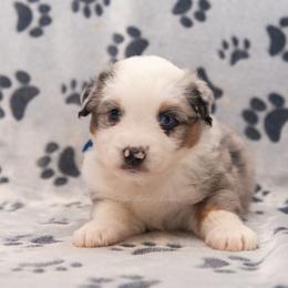 Gavin - Blue Collar - Blue merle male Miniature Australian Shepherd puppy in Lacombe, Louisiana from Indigo River Aussies