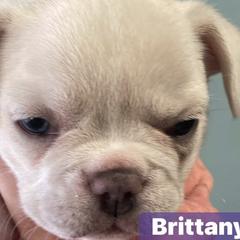 French Bulldogs from Corbin lucero