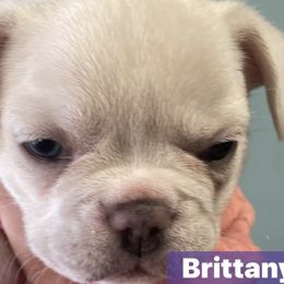 French Bulldogs from Corbin lucero