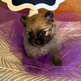 Faith - Cream sable parti female Pomeranian puppy in Scio, Oregon from Mac Daddy Poms