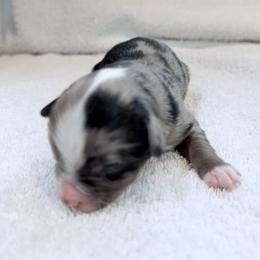 Miniature Australian Shepherd Puppies from Aussie Gems
