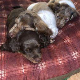 Dachshund Puppies from Tiny Dancer Dachshunds