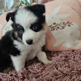 Miniature Australian Shepherd Puppies from Jay Baker