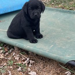 Labrador Retriever Puppies from Bellvale Labradors
