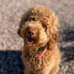 Penny - Goldendoodle