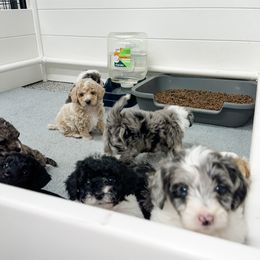 Aussiedoodle and Goldendoodle Puppies from Cosby Ranch Doodles