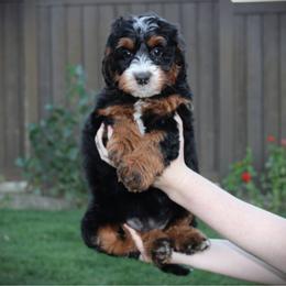 Sugar - Tri-color female Bernedoodle puppy in Eagle Mountain, Utah from Fur Real Puppies.