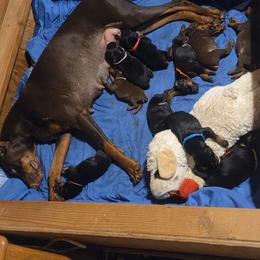 Boy 3 - Black and rust male Doberman Pinscher puppy in Santa Clarita, California from Riviera Dobermans