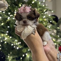Princess Hope - Chocolate female Shih Tzu puppy in Kent, Washington from Exclusively Shih Tzu's LLC