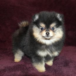 Pomeranian Puppies from Beau Joli Pomeranians