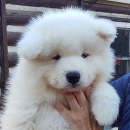 Borzoi and Samoyed Puppies from Kalabria