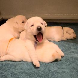 Boy 4 - male Labrador Retriever puppy in Hutto, Texas from Texas Bluebonnet Labs