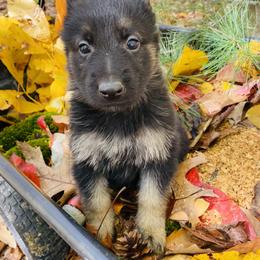 German Shepherd Puppies from North Mountain Kennels