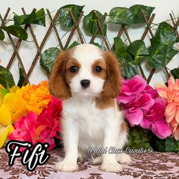Fifi - Blenheim female Cavalier King Charles Spaniel puppy in Hollywood, Florida from World Class Cavaliers