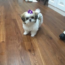 LIBBY - Shih Tzu