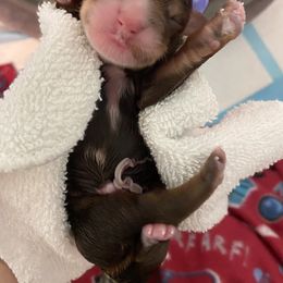 Australian Labradoodle and Double Doodle Puppies from Little Kingdom Doodles