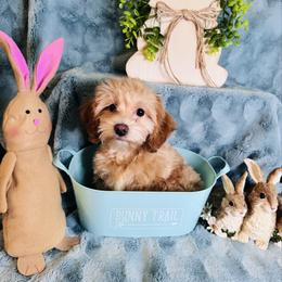 Jack-Jack - Brown male Maltipoo puppy in West Jordan, Utah from Mid Sized Maltipoos and More LLC
