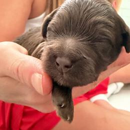 Girl 2 - Chocolate female Goldendoodle puppy in Tyler, Texas from Sassy’s Hollywood Poodles & Doodles