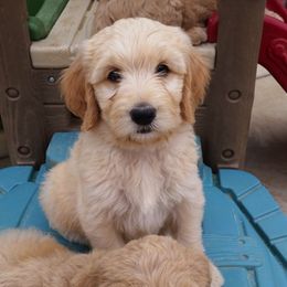 Goldendoodle and Poodle Puppies from Bass Creek Doodles