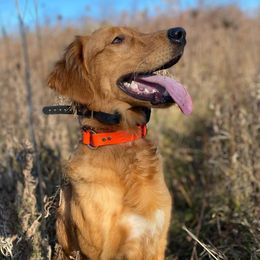 Golden Retrievers and Labrador Retrievers from Trenlock Kennels