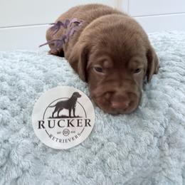 Purple Collar Chocolate Female - Chocolate female Labrador Retriever puppy in Gainesville, Georgia from Rucker Retrievers