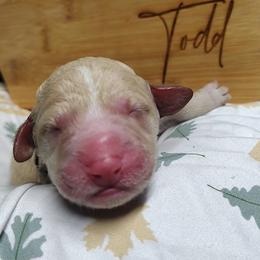 Black collar - Cream male Goldendoodle puppy in Willow Springs, Missouri from Todd Family Homestead