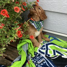 Goldendoodle and Poodle Puppies from South Sound Doodles