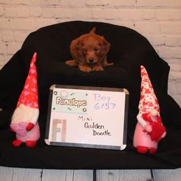 Goldendoodle and Poodle Puppies from Partridge Doodles and Poodles