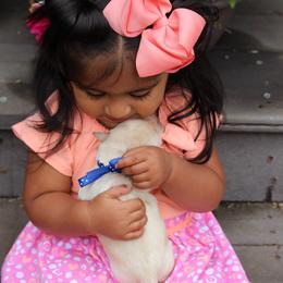 Labrador Retriever Puppies from Pure Joy Labradors