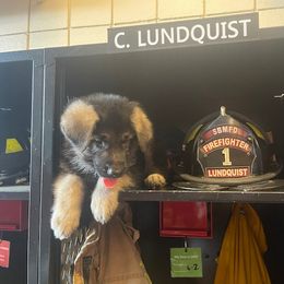 German Shepherd Puppies from Westbound German Shepherds