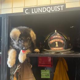 German Shepherd Puppies from Westbound German Shepherds