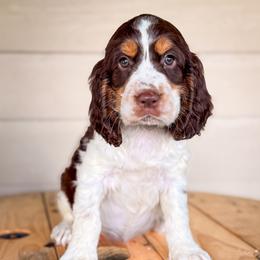 Green, Boy-1 - Liver white and tan male English Springer Spaniel puppy in Lake City, Fl, Florida from Spradley Springers & GSP's
