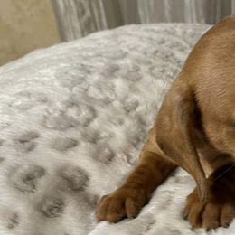 Dachshunds from June's Dachshunds