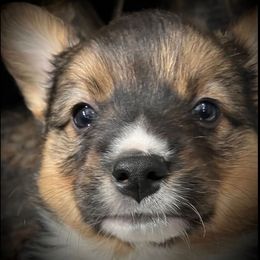 Ricky - Black and tan Pembroke Welsh Corgi puppy in Clarksdale, Missouri from Conley Pembroke Welsh Corgis
