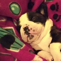 Boston Terriers from Western KY CKC Boston Terrier