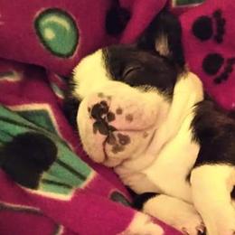 Boston Terriers from Western KY CKC Boston Terrier