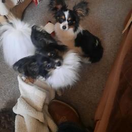Itsy - Papillon