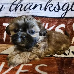 Red Girl - Red female Shih Tzu puppy in Oakville, Washington from Garrard Creek Shih Tzus