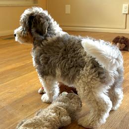 Barq's - Tri-color male Bernedoodle puppy in Roy, Utah from Doodles are Amazing