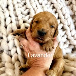 Lavender - Dark golden female Golden Retriever puppy in Calistoga, California from Willow’s AKC Golden Retrievers