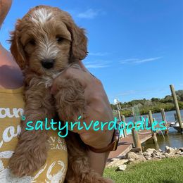 Goldendoodle Puppies from Salty River Doodles