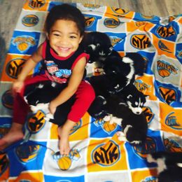 Siberian Husky Puppies from Lovi’s Fur Babies LLC