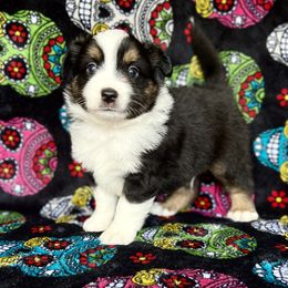 Ember Btm 2 - Black Miniature Australian Shepherd puppy in Buchanan, Georgia from Stanleyville Farm Mini Aussies